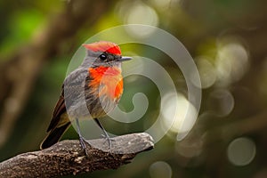 Vibrant red-capped robin perched on branch