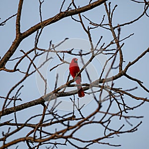 Vibrant red cardinal bird resting on a leafless tree limb.