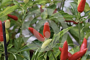 Vibrant red chilli pepper plant - capsicum annuum