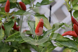 Vibrant red chilli pepper plant - capsicum annuum