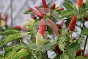 Vibrant red chilli pepper plant - capsicum annuum