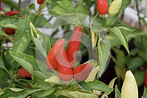 Vibrant red chilli pepper plant - capsicum annuum