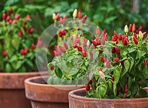 Vibrant red chilli peppers in terracotta pots. Wisley, Surrey.