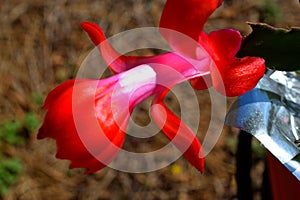 Vibrant red Christmas Cactus Flower background