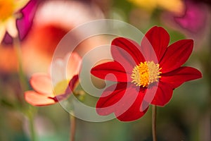 Vibrant red colored dahlia