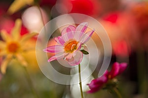 Vibrant red colored dahlia