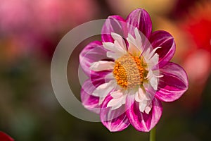 Vibrant red colored dahlia