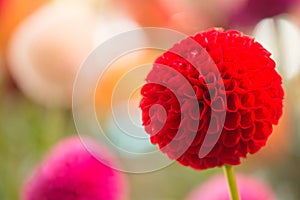 Vibrant red colored dahlia