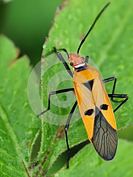 A vibrant red cotton stainer bug, likely Dysdercus cingulatus, a significant pest in Indonesia.