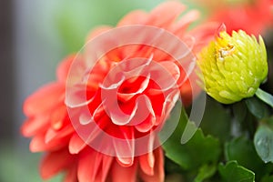 Vibrant Red Dahlia Flower