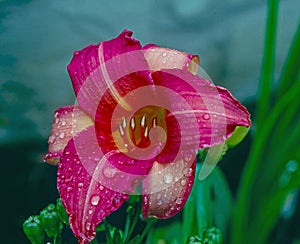 Vibrant red daylily bloom