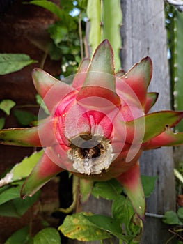 Vibrant red dragon fruit growing on its cactus vine