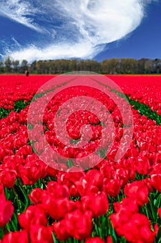 Vibrant Red Dutch Tulip Fields in Full Bloom Creating a Stunning Spring Landscape