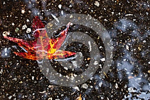 Red Fall Leaf in Puddle