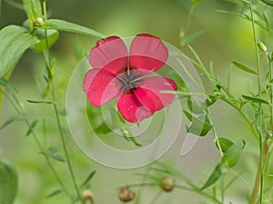Vibrant red flax flower blooming from a lush green plant, against a natural backdrop