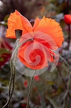 Vibrant red flower backdrop of defocused red poppy petals and green seed box