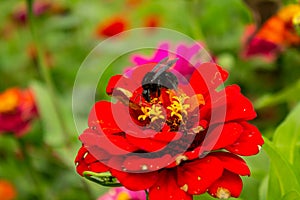 A red flower with a black bumblebee.