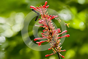 Vibrant red flower with buzzing bees on it