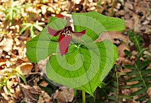 Vibrant red flower and green leaves of a wake robin trillium in a spring forest