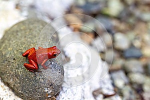 Vibrant red frog on the rocks in its natural habitat