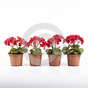 Vibrant Red Geraniums In Pots - Stunning Floral Arrangement
