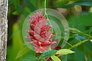 A vibrant red ginger flower surrounded by lush green leaves, scientifically known as Zingiber zerumbet photo