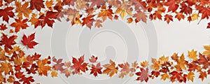 Vibrant red gold maple leaves border on white , natural, white, backdrop