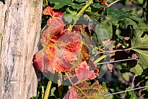 Vibrant Red Grape Leaves in a Vineyard in Loudon County, Virginia photo