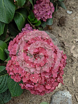Vibrant Red Hydrangea Bloom Close-Up View