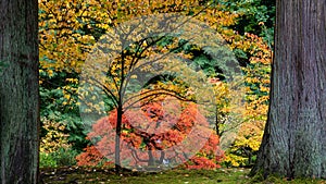 Vibrant red japanese maple tree