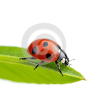 A vibrant red ladybug (Coccinellidae) with distinct black spots is perched on a fresh photo