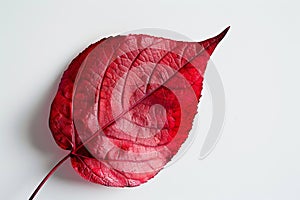 Vibrant red leaf with intricate veins