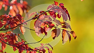 Vibrant red leaves of fruit tree sway in breeze on autumn day on blurred fall background