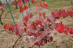 Vibrant red leaves of grapevine at vineyard in countryside. Autumn color leaves on vine branches. Burgundy color foliage of grape