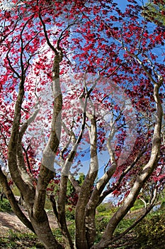 Vibrant red leaves of Japanese Maple Acer palmatum
