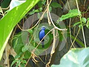 Vibrant red-legged honeycreeper surrounded by green foliage. Cyanerpes cyaneus.