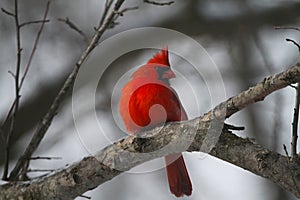 Vibrant Red, Male Cardinal