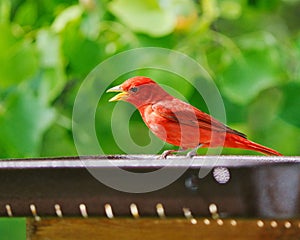 Vibrant red Male Summer Tanager bird perched atop a metal pole in a forest setting