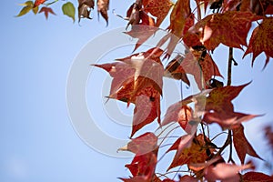 Vibrant Red Maple Leaves Falling in a Beautiful Autumn
