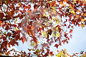 Vibrant Red Maple Leaves Falling in a Beautiful Autumn