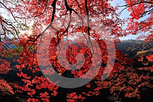 Vibrant red maple tree in Japan