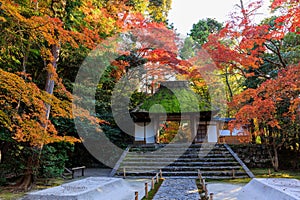 Vibrant red maple tree in Japan at Honenin temple