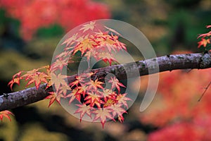 Vibrant red maple tree leaves on a branch in Japan