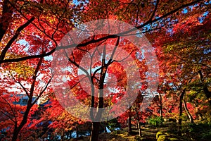 Vibrant red maple tree in a temple, Japan