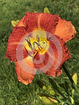 Vibrant Red Orange and Gold Daylily Covered in Morning Dew - Hemerocallis