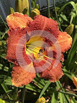 Vibrant Red Orange and Gold Daylily Covered in Morning Dew - Hemerocallis