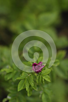 Vibrant red or pink Rose bud opening and lot of green leaves. Rosa rugosa or Beach rose is a perennial bush or shrub plant and is