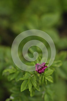 Vibrant red or pink Rose bud opening and lot of green leaves. Rosa rugosa or Beach rose is a perennial bush or shrub plant and is