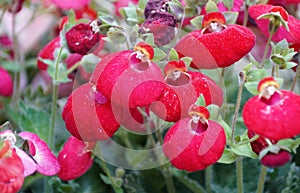 Vibrant red of Pocketbook Calynopsis flowers with a unique, rounded shape