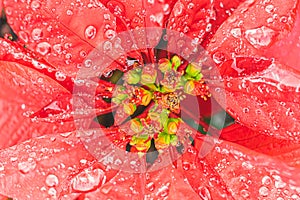 Vibrant red poinsettia flower plant water drops background texture